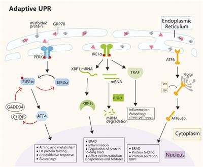 Crosstalk between endoplasmic reticulum stress and multidrug-resistant cancers: hope or frustration